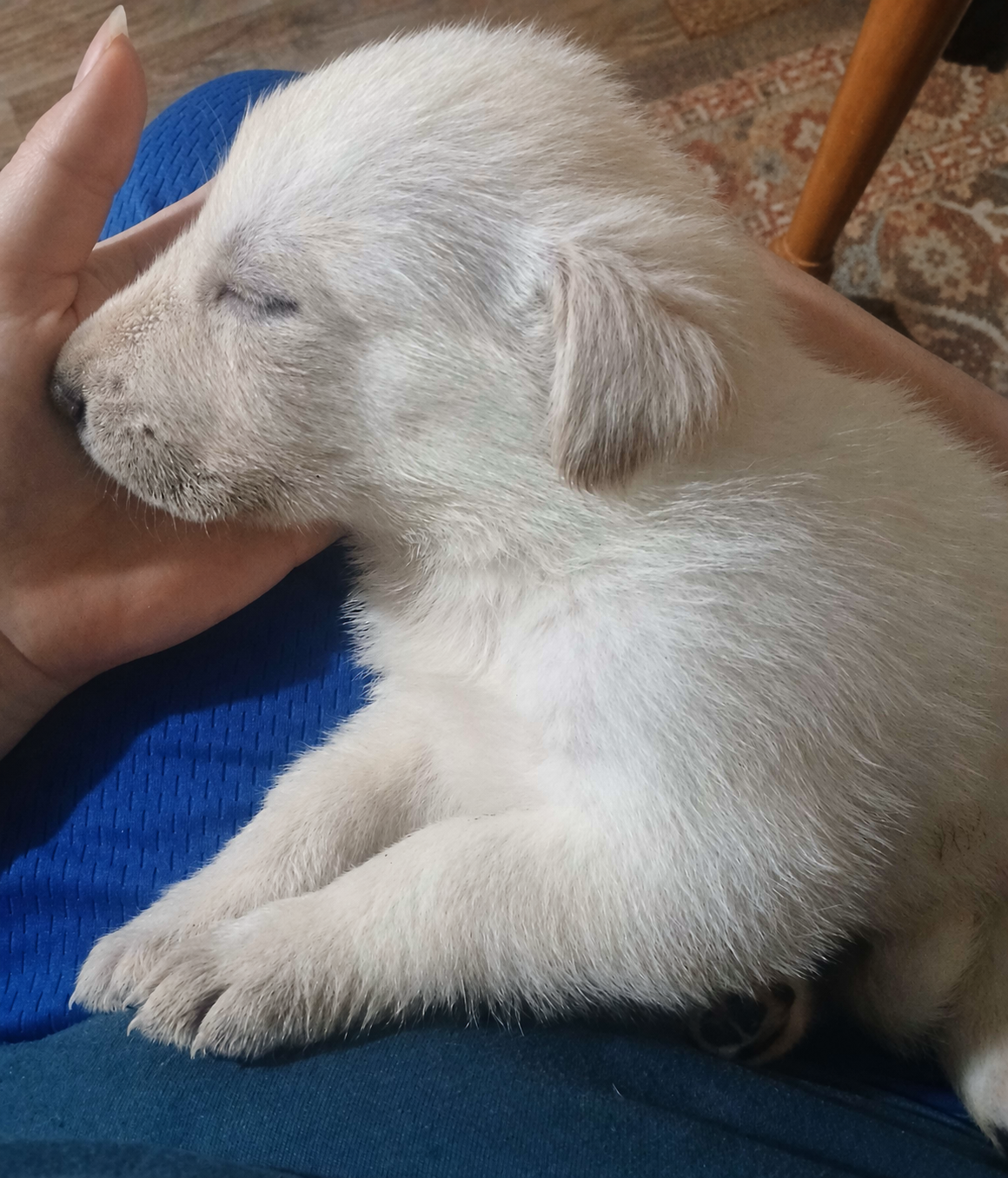 A white German Shepherd puppy sleeping in a lap at home
