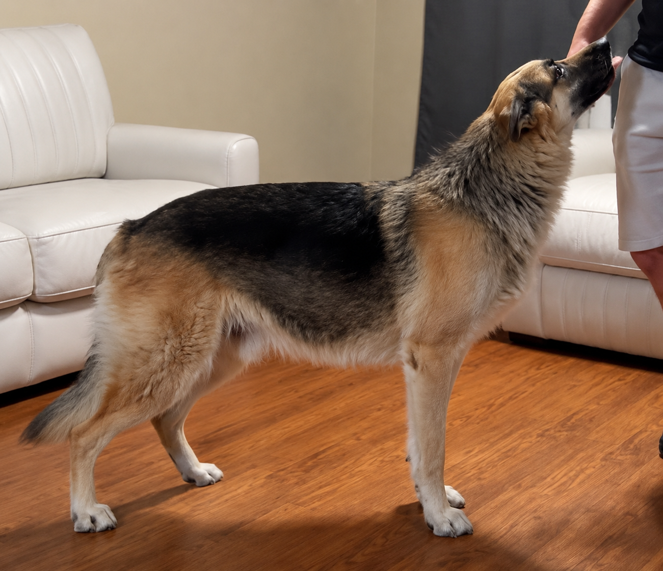 Grizz, a large black and tan agouti German Shepherd, standing in profile indoors