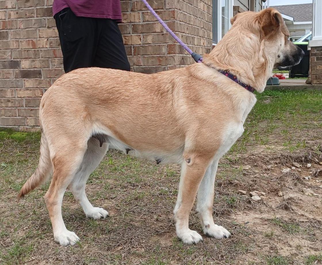 Robin, a golden clear sable German Shepherd and Labrador Retriever mix, standing in profile outdoors