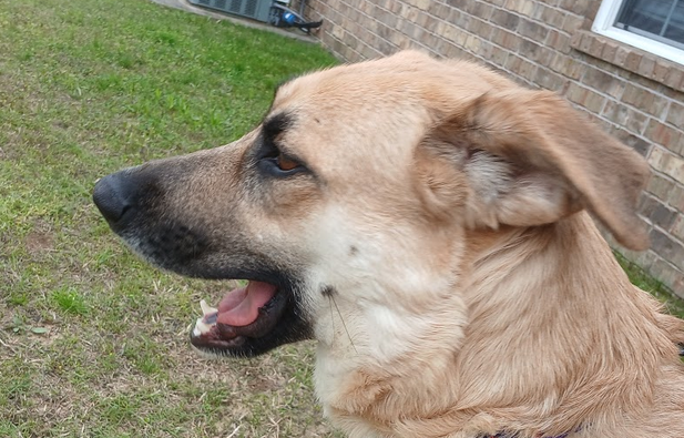 Tan shepherd shown in profile with a long, tapered face