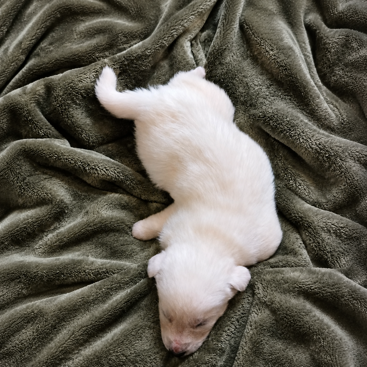 A cream-white German Shepherd puppy resting on a soft blanket