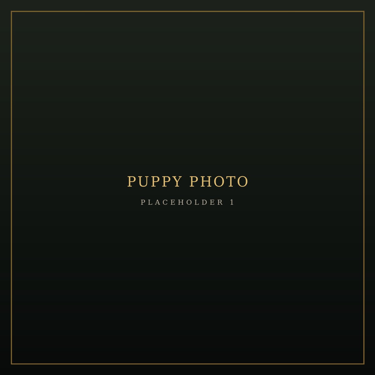 First additional photo placeholder for puppy B2