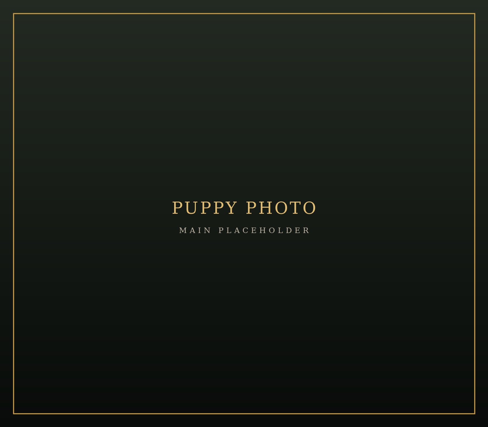 Photo placeholder for puppy B3