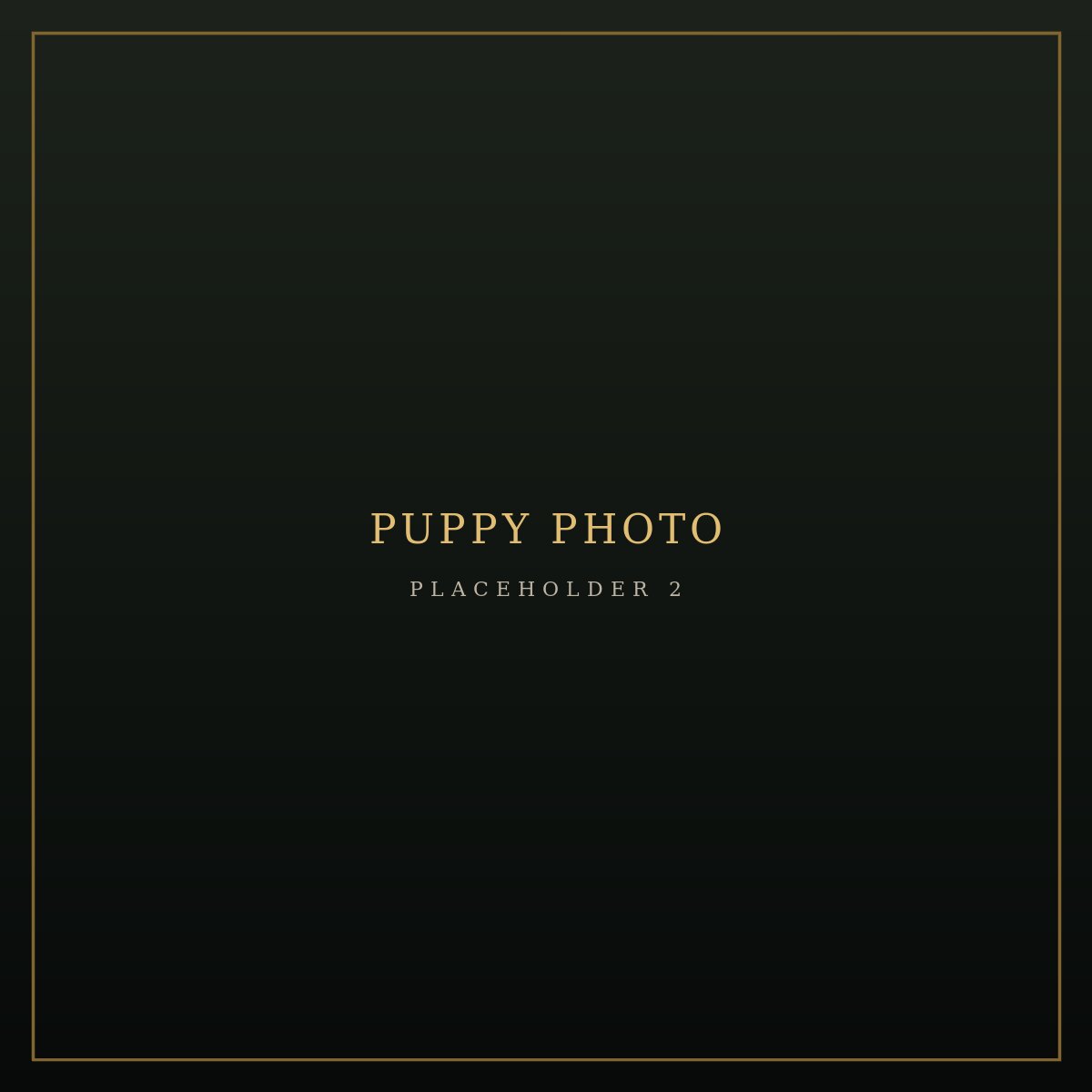 Second additional photo placeholder for puppy S2